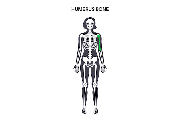 Vetor anatomia do osso do úmero