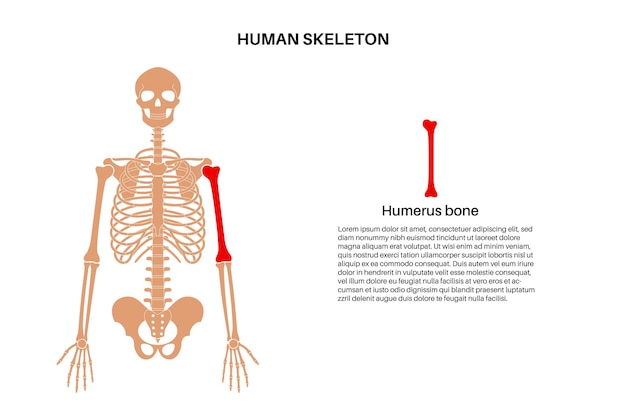 Vetor anatomia do osso do úmero