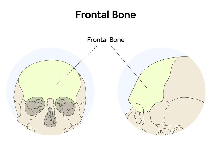 Vetor anatomia do osso frontal do crânio em vetor