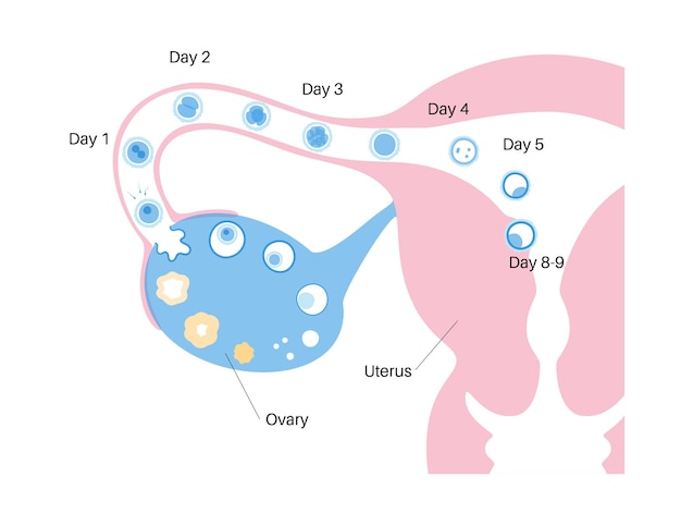 Vetor anatomia do óvulo humano. fertilização, ginecologia e pesquisa ivf.