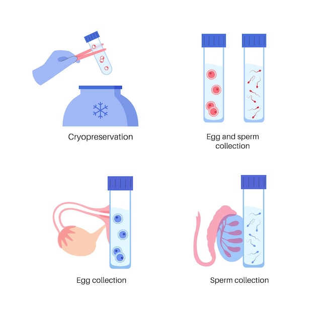 Anatomia do óvulo humano. fertilização, ginecologia e pesquisa ivf.