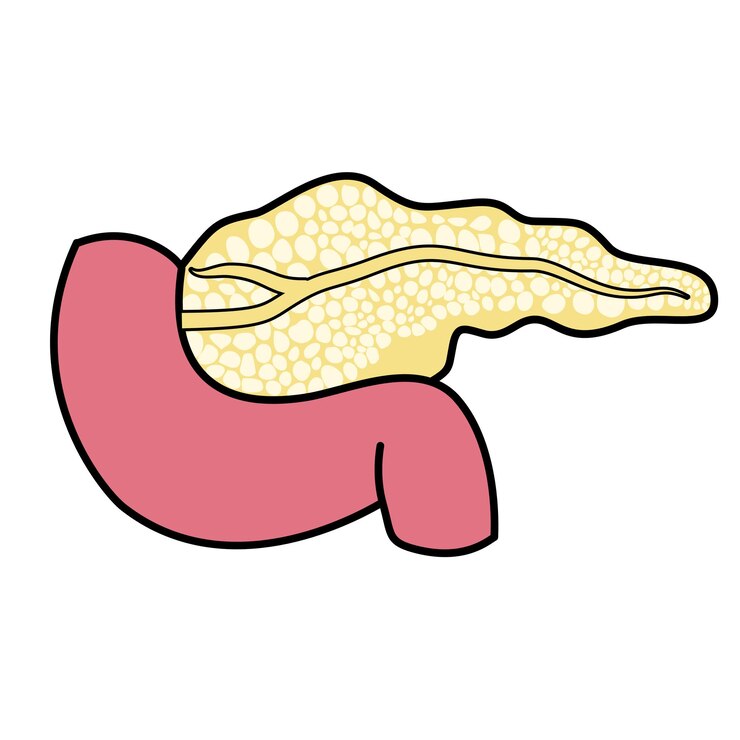 Vetor anatomia do pâncreas humano