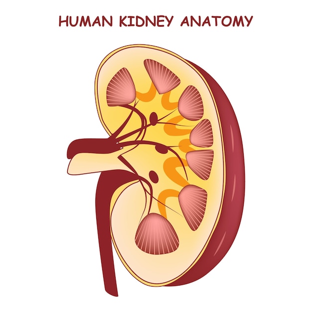 Anatomia do rim humano