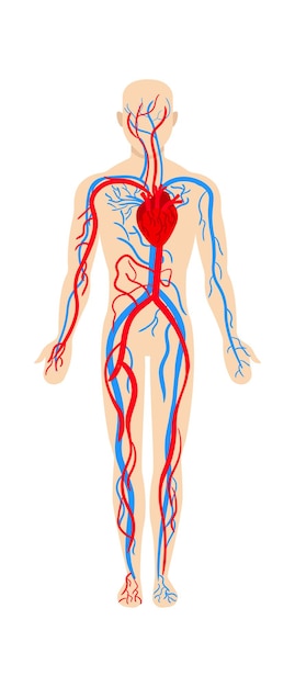 Anatomia do sistema circulatório homem ilustração em vetor