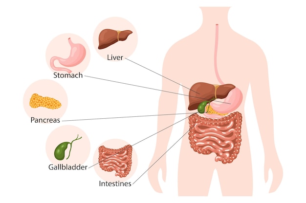 Vetor anatomia do sistema digestivo humano, banner de infográficos. fígado, estômago, pâncreas, vesícula biliar