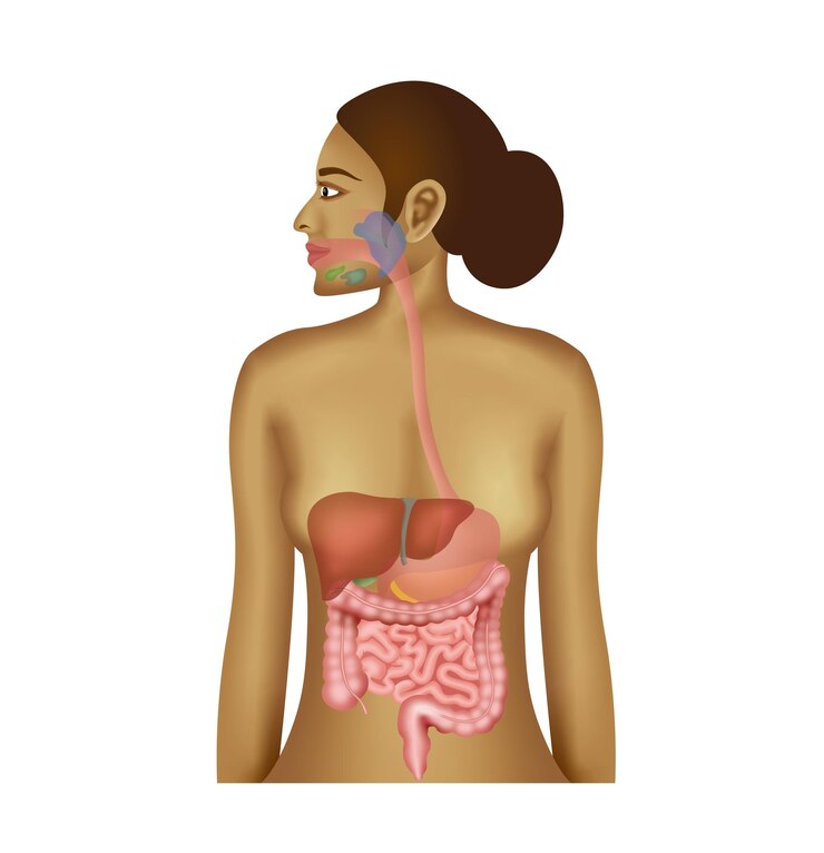 Vetor anatomia do sistema digestivo