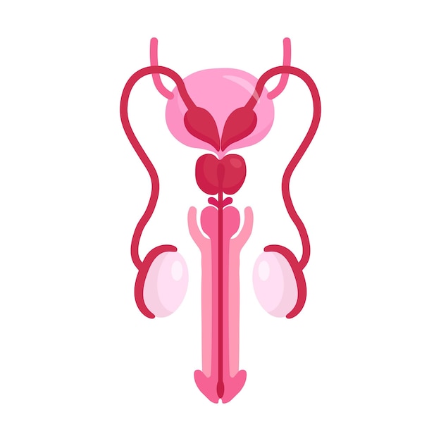 Anatomia do Sistema Reprodutor Masculino. Vista Anterior