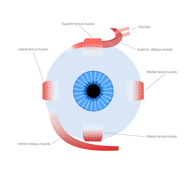Anatomia dos músculos extraoculares