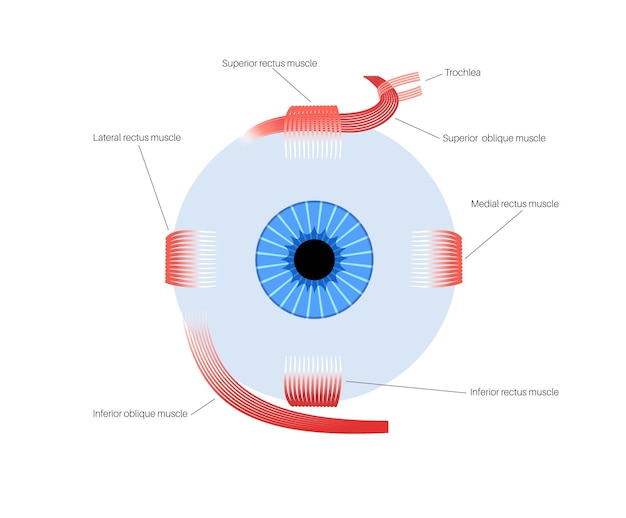 Anatomia dos músculos extraoculares