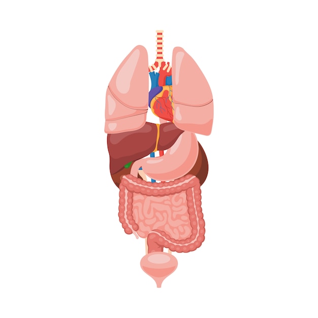 Anatomia dos órgãos internos humanos