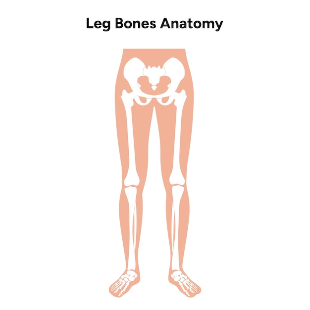 Vetor anatomia dos ossos das pernas