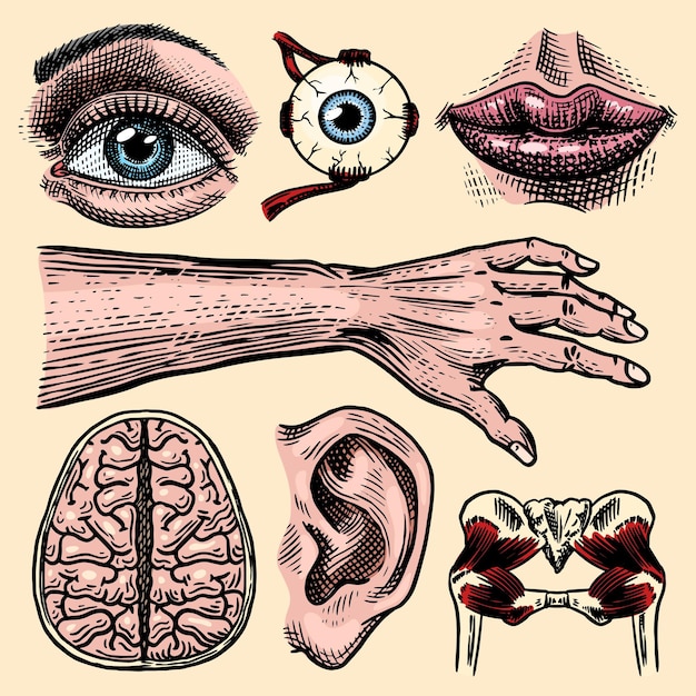 Vetor anatomia dos ossos e músculos humanos conjunto de sistemas de órgãos corpo e tórax e pélvis coração e cérebro olho