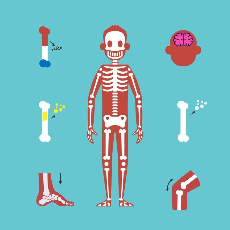 Vetor anatomia e biologia médica