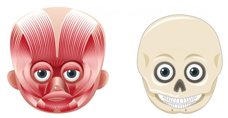 Vetor anatomia e crânio do rosto humano