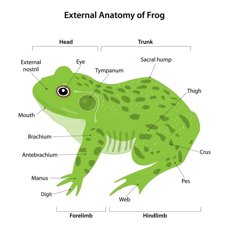 Vetor anatomia externa do sapo