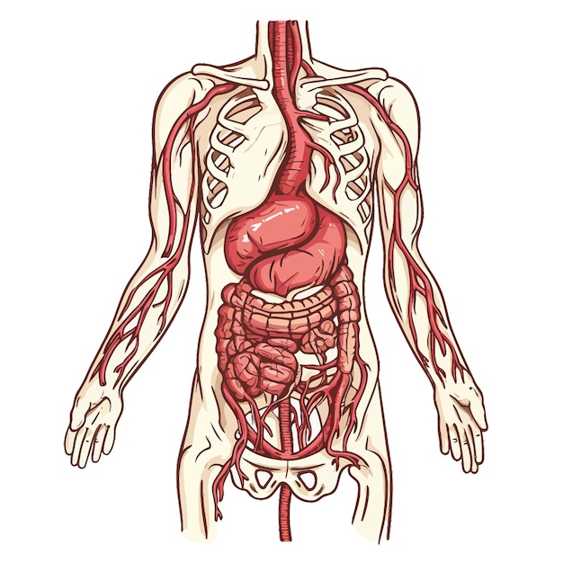 Vetor anatomia_humana_aorta_abdominal