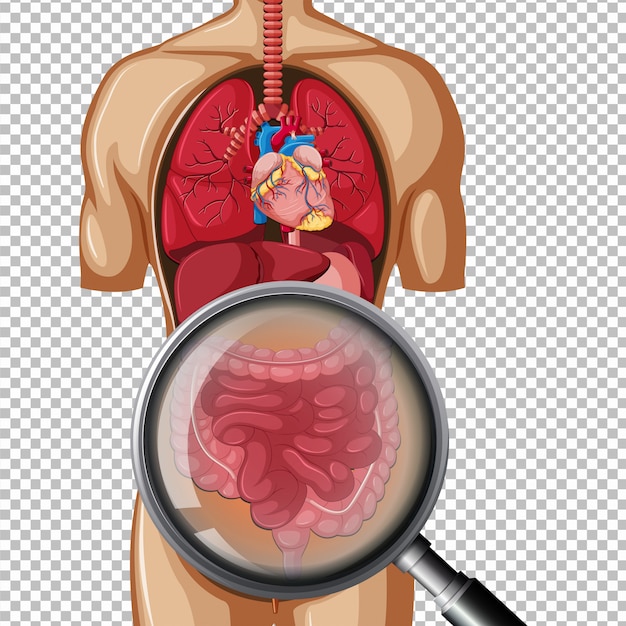 Anatomia humana do intestino