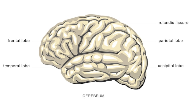 Vetor anatomia humana