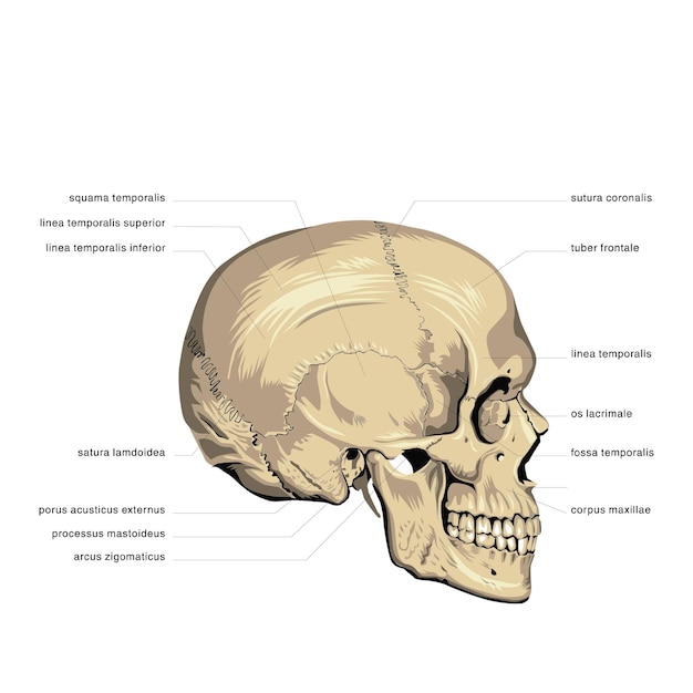 Vetor anatomia humana