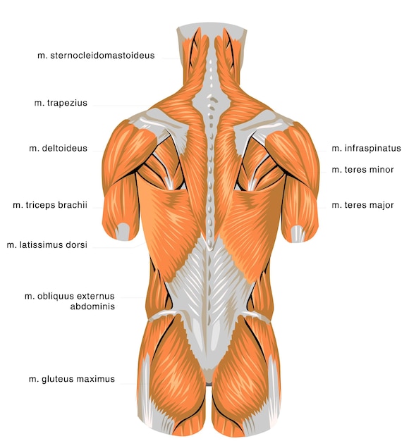 Vetor anatomia humana