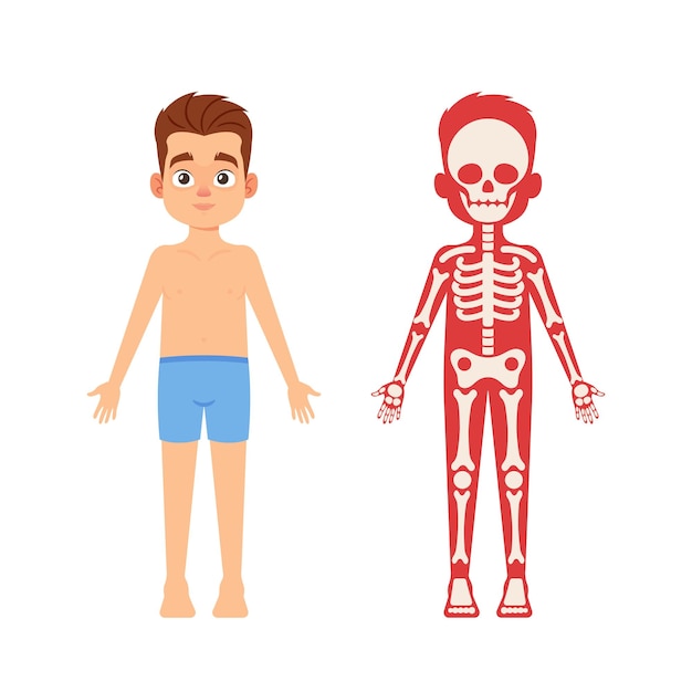 Anatomia medicina ciência para crianças conceito menino fofo esqueleto corpo humano sistemas anatomia educacional infográficos