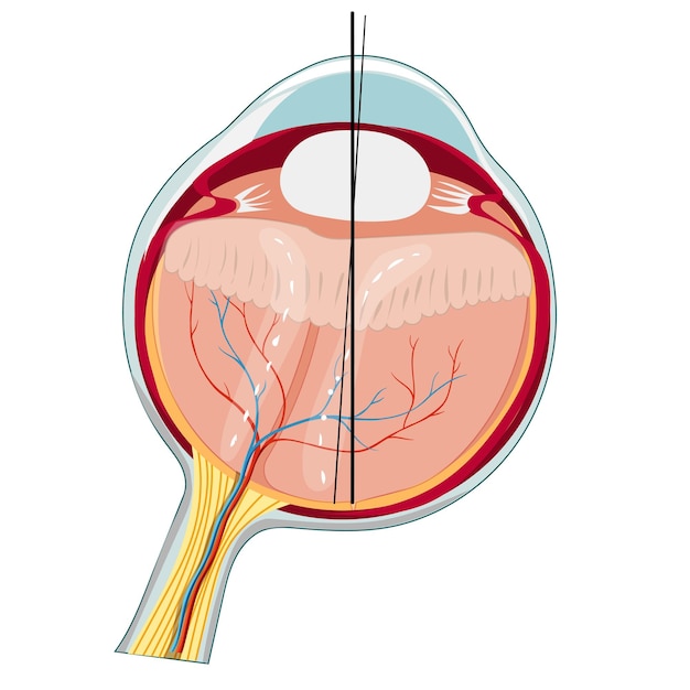 Vetor anatomia ocular 1 recuperado