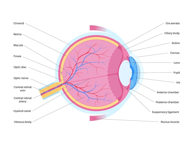 Anatomia ocular estrutura do olho humano infográfico retina externa e esclera da íris vetor médico