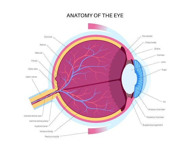 Vetor anatomia ocular estrutura do olho humano infográfico retina externa e esclera da íris vetor médico