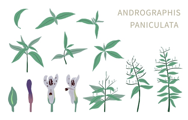 Andrographis paniculata objeto para saúde em fundo branco
