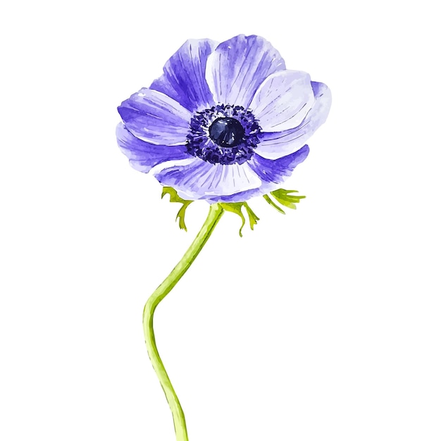 Anémona flor roxa aquarela desenhada à mão isolada em ilustração botânica branca