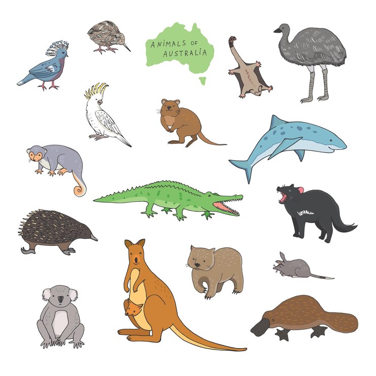Vetor animais australianos canguru crocodilo coala conjunto de ilustrações vetoriais