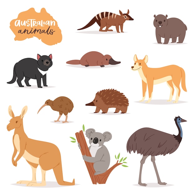 Vetor animais australianos vector animal animalesco na vida selvagem austrália kangaroo koala e ornitorrinco ilustração conjunto de cartoon selvagem wombat e emu isolado