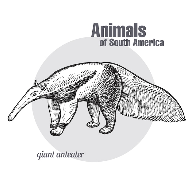 Vetor animais da américa do sul anteater gigante.