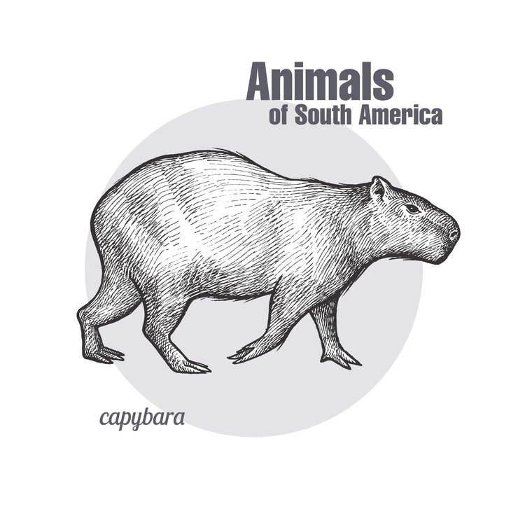 Animais da América do Sul Capivara.