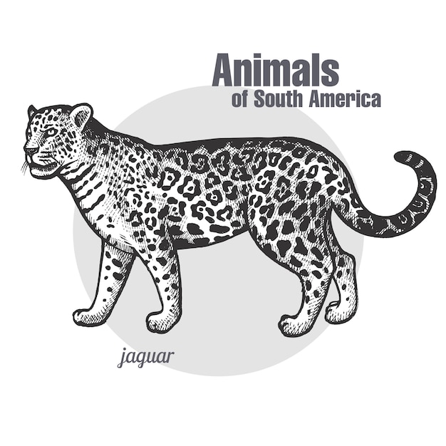 Vetor animais da américa do sul jaguar.