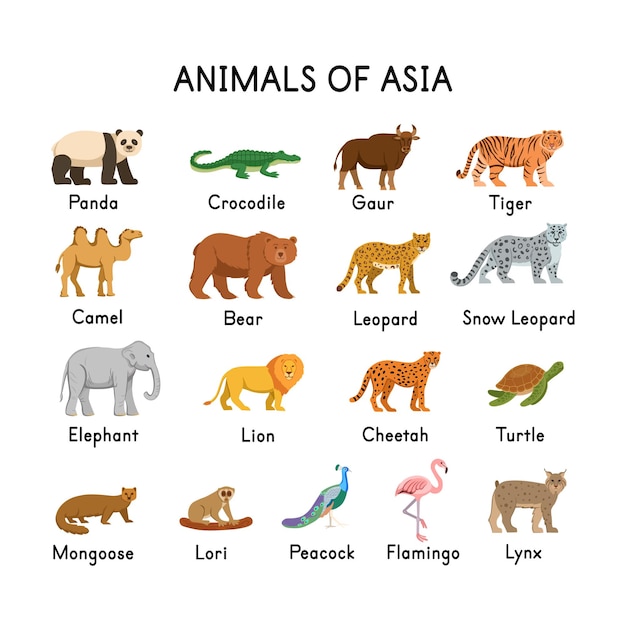 Animais da ásia panda crocodilo tigre camelo urso leopardo leopardo da neve elefante leão chita tartaruga lori gaur mangusto pavão flamingo lince em um fundo branco desenho plano