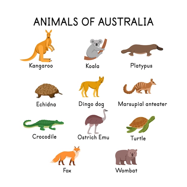 Vetor animais da austrália canguru coala ornitorrinco echidna dingo cachorro crocodilo tartaruga raposa wombat avestruz emu em um fundo branco ilustração plana dos desenhos animados para crianças