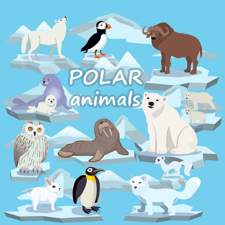 Vetor animais polares. urso polar, beco sem saída polar, boi almiscarado, pinguim, coruja, carícia polar, foca, morsa.