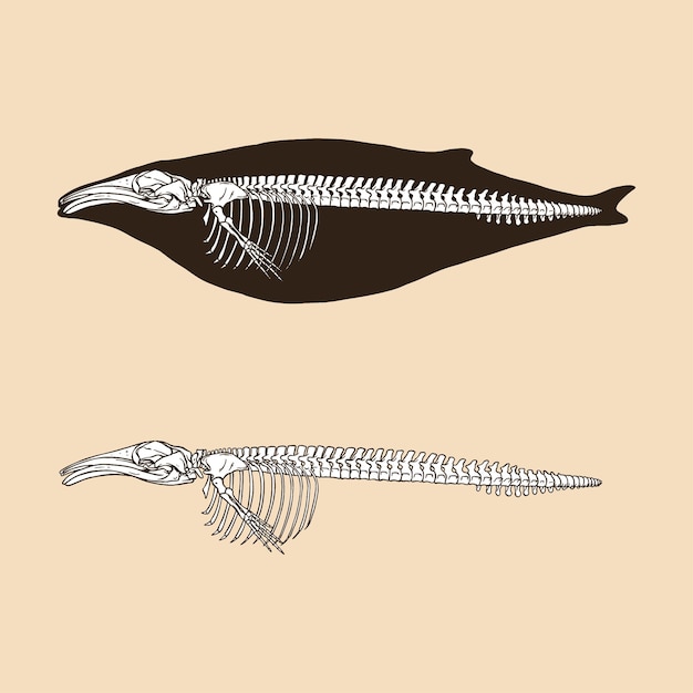 Vetor animal de ilustração vetorial de baleia jubarte de esqueleto