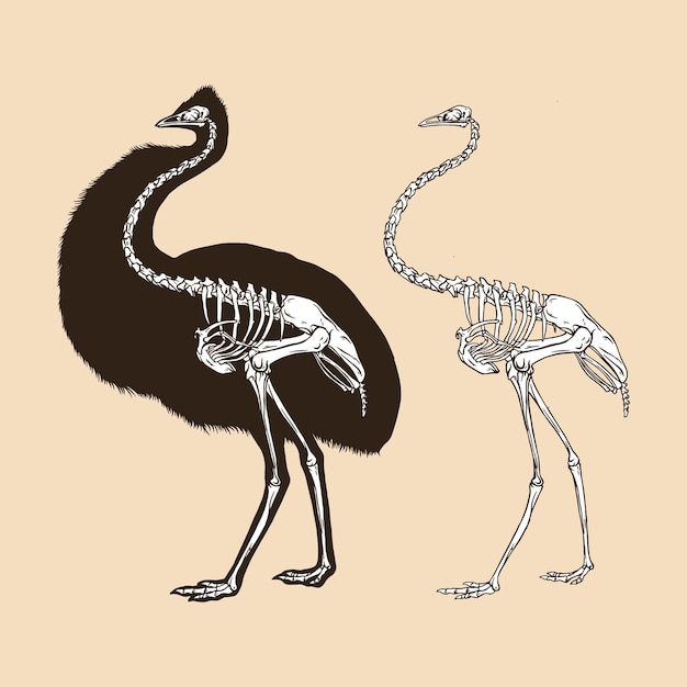 Animal de ilustração vetorial de pássaro de emu esqueleto