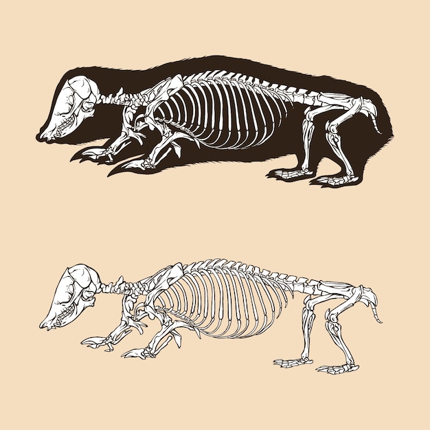 Vetor animal de ilustração vetorial de toupeira marsupia do sul de esqueleto