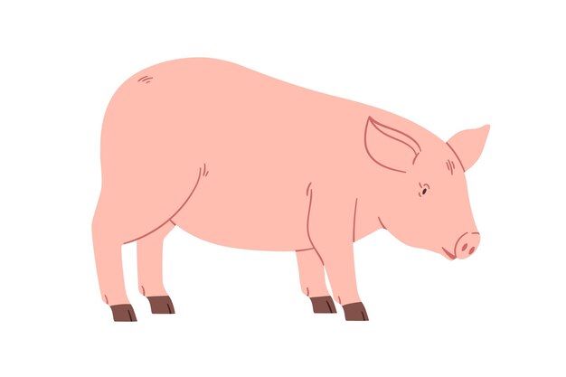 Animal doméstico de fazenda de porcos gado rural de campo de porcos fauna rural de aldeia porquinho domesticado porquinho caminhando vista lateral ilustração vetorial gráfica plana isolada em fundo branco