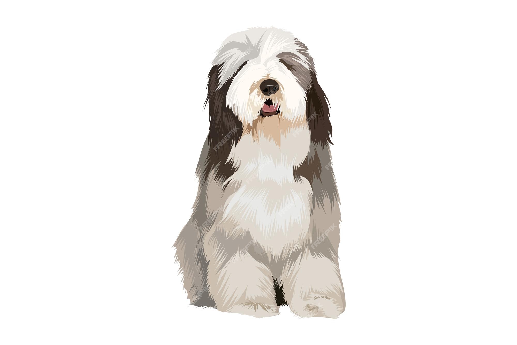 Pintura em aquarela minimalista de um cão pastor inglês antigo em