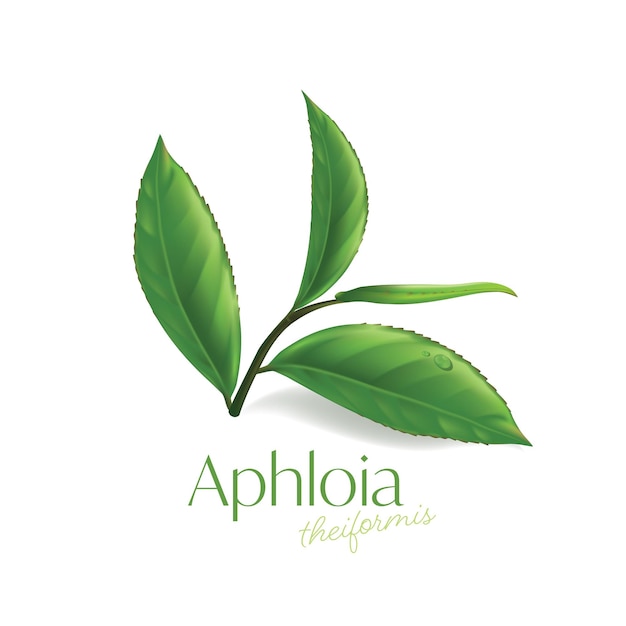 Aphloia theiformis chá malgaxe cosmético natural para cuidados com a pele