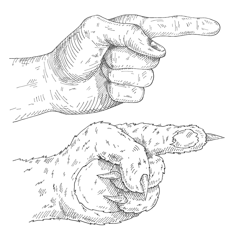 Vetor apontando a pata do gato e a mão humana. ilustração em vetor vintage monocromática para incubação isolada no fundo branco. design para t-shirt