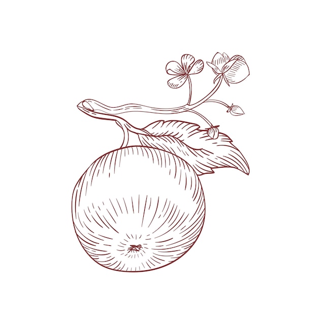 Vetor apple na ilustração vetorial desenhada à mão realista do ramo. frutas cruas e frescas com folhas realistas clip-art isolado em fundo branco. produto ecológico. maçã pendurada com elemento de design de flores.