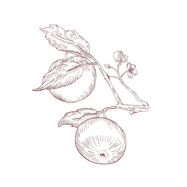 Apple pendurado na ilustração vetorial de mão desenhada de galho de árvore. clipart isolado realista de frutas cruas em fundo branco. produto orgânico e ecológico. maçã madura com elemento de design de flores e folhas.