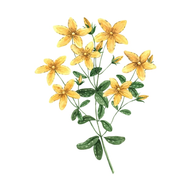 Aquarela amarela flor de erva de São João tutsan Ilustração desenhada à mão em fundo isolado