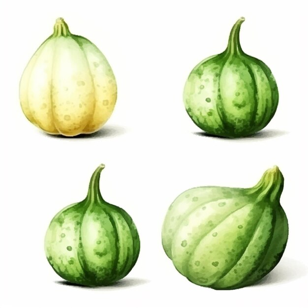 Vetor aquarela bitter gourd arte vetorial 2023 legumes aquarela cebola alho dente nabo