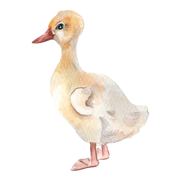 Vetor aquarela bonito pássaro branco gosling ilustração isolada em branco pequeno ganso de páscoa pintado à mão fazenda pintada fazenda de nidificação animal de estimação doméstico jovem elemento para design pacote de páscua